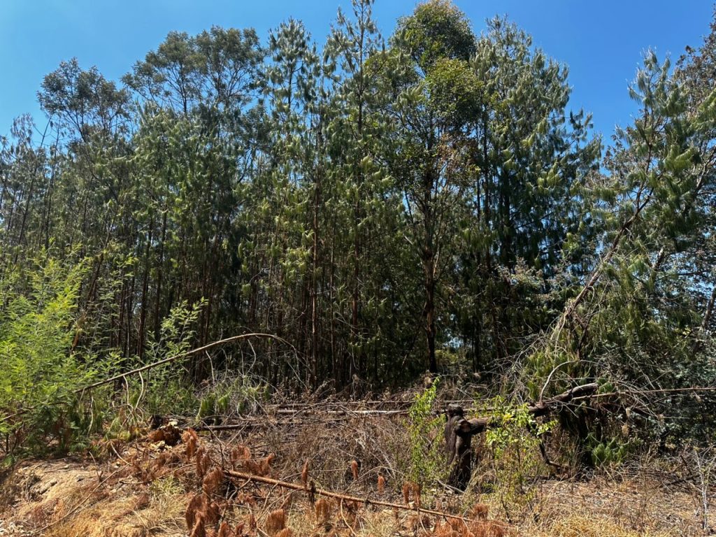 WhatsApp Image 2025-10-30 at 10.10.54